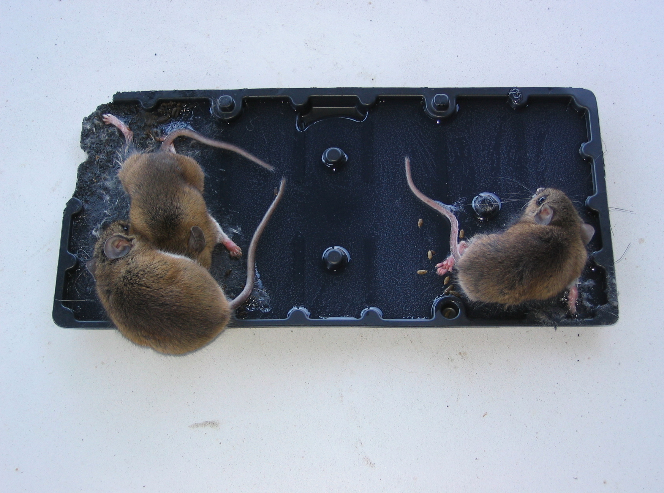 Muizen op een lijmplank