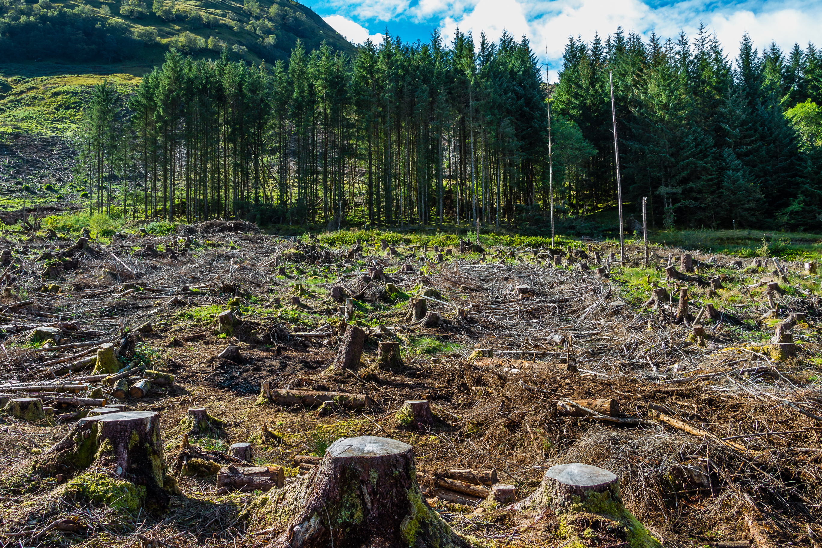 Влияние на хвойные. Долина Мехико обезлесение. Обезлесение в России. Вырубка лесов. Уничтожение лесов.